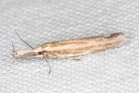 Pleurota aristella