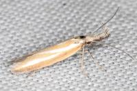 Pleurota honorella/tabelli