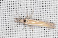 Pleurota honorella/tabelli