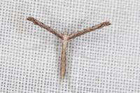 Agdistis