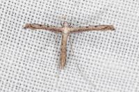 Agdistis