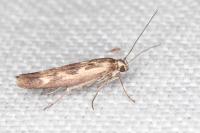 Scythris limbella