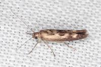Scythris limbella