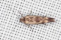 Scythris limbella
