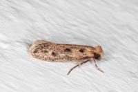Anomalotinea liguriella