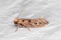 Anomalotinea liguriella