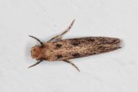 Anomalotinea liguriella