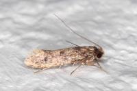 Niditinea fuscella