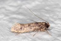 Niditinea fuscella