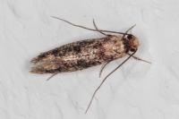 Niditinea fuscella