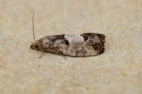 Spilonota ocellana