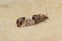 Spilonota ocellana