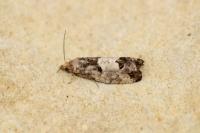 Spilonota ocellana