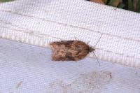 Acleris hastiana