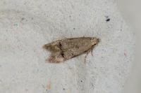 Teleiodes vulgella