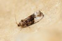 Hedya nubiferana