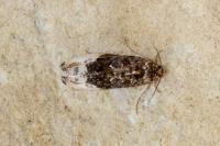 Hedya nubiferana
