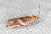 Ancylis obtusana