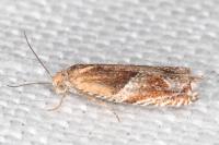 Ancylis obtusana
