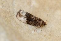 Hedya nubiferana