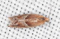 Ancylis obtusana