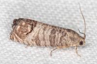 Cydia pomonella