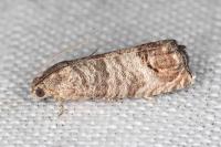 Cydia pomonella