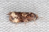 Endothenia marginana