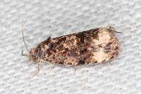 Endothenia marginana