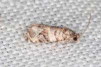 Lobesia botrana