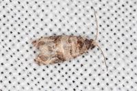 Lobesia botrana