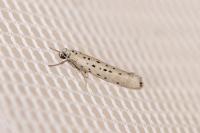 Yponomeuta sedella