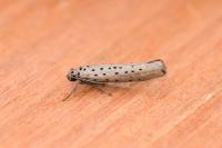 Yponomeuta sedella
