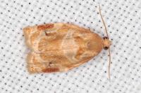 Archips xylosteana