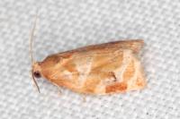 Archips xylosteana