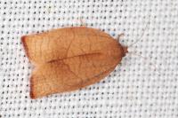 Cacoecimorpha pronubana