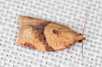 Clepsis consimilana