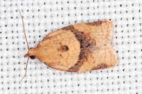 Clepsis consimilana