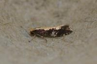 Monopis obviella