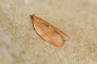 Clepsis consimilana