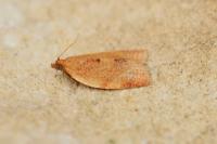 Clepsis consimilana