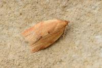 Clepsis consimilana
