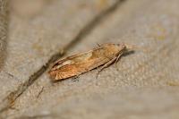 Eucosma conterminana