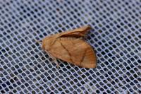 Apoda limacodes