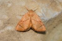 Apoda limacodes