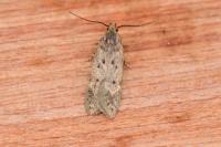 Bryotropha
