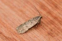 Bryotropha