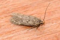 Bryotropha