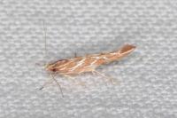 Pyroderces argyrogrammos