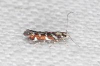 Vulcaniella grabowiella